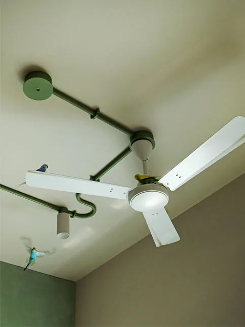 Lovebirds moving freely through Huzefa Rangwala Byculla home - Beautiful Homes